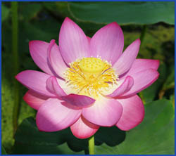 lotus_flower